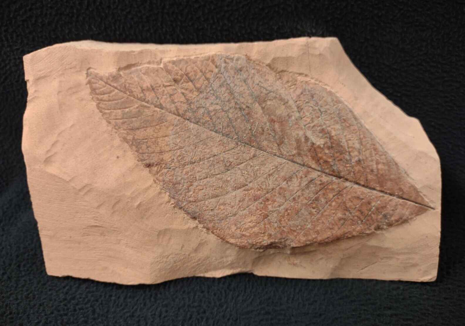 Big Boy Leaf Fossil, Fort Union Formation, Glendive, MT