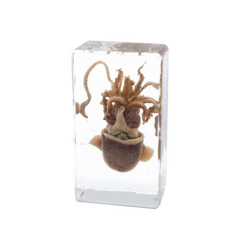 Real Animal Squid Cuttlefish Specimen Paperweight for Science Education Decor