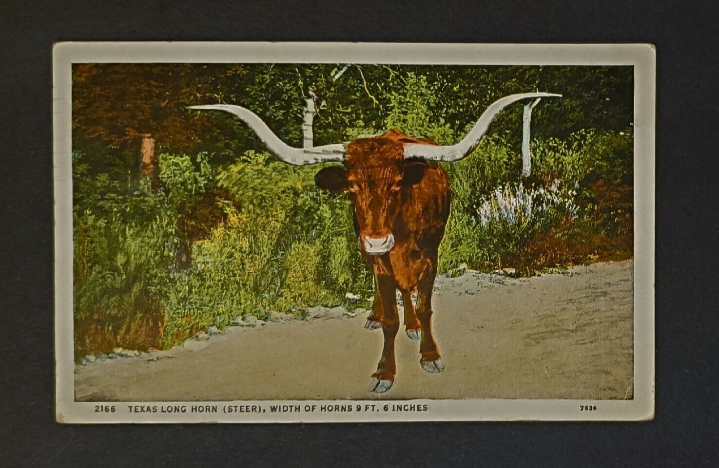 Texas Long Horn Steer Vintage Postcard (1934) Stamp White Border P647