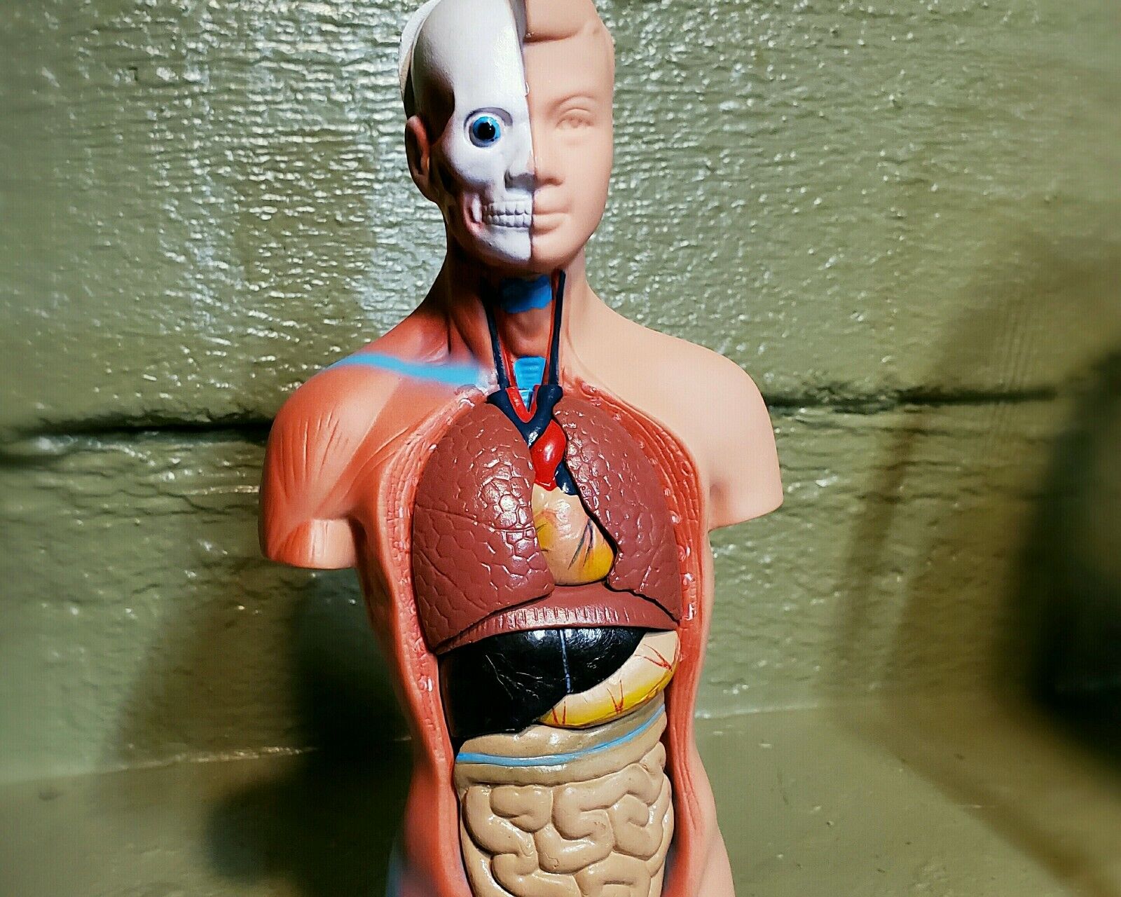 Human Torso Model, Human Medical Model, 15 pieces, Science Oddities, Curiosities