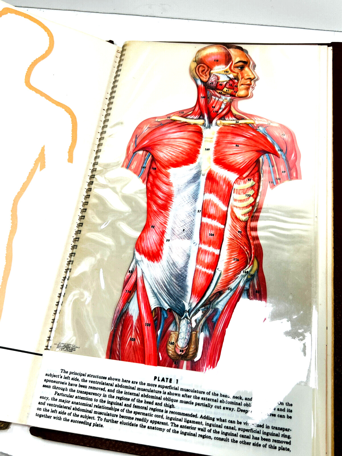 vtg 1968 Anatomical Chromographs XRays Skull Skeletons MAN WOMAN nice