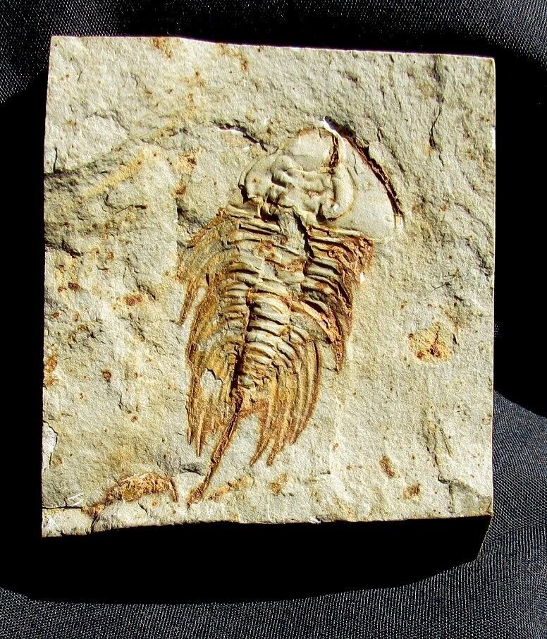 EXTINCTIONS- COLORFUL LOWER CAMBRIAN OLENELLID TRILOBITE, CALIFORNIA - STRIKING
