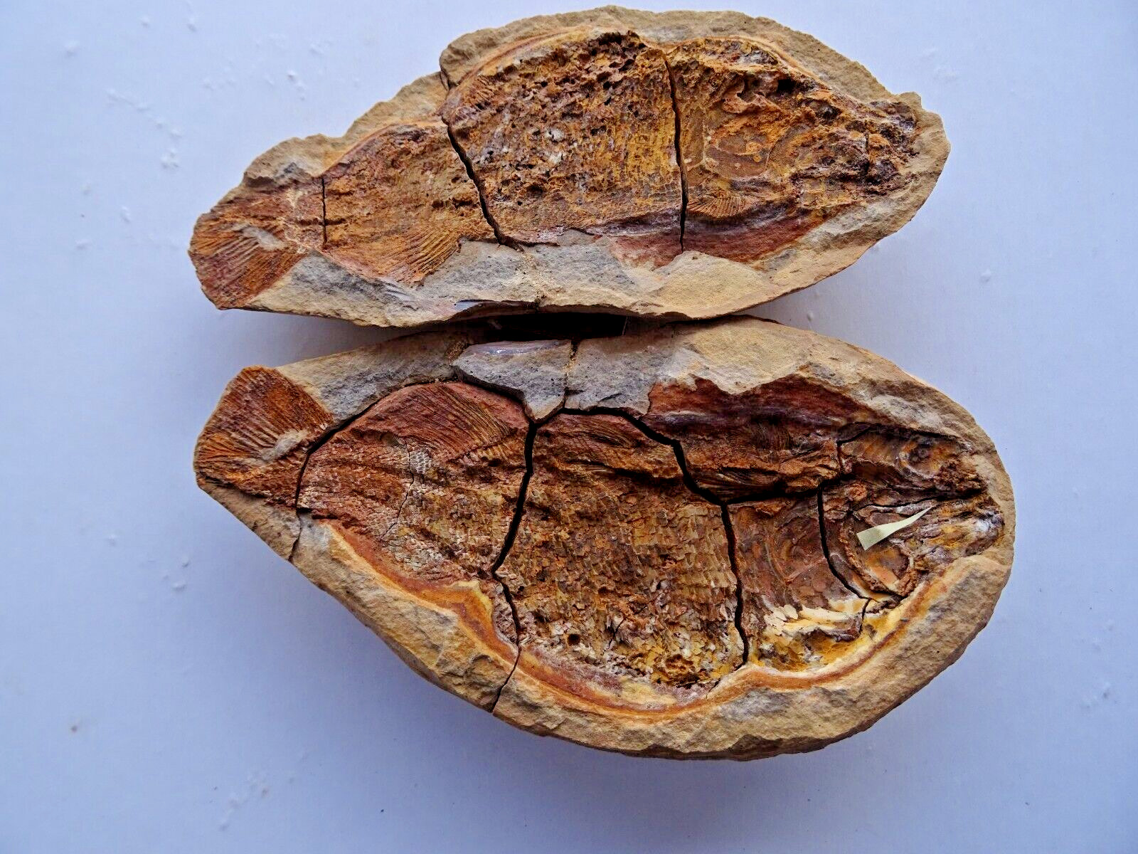 Pteronisculus, fish fossile, 3-dimens. fossilization, 250 mio Madagascar PT-10.4