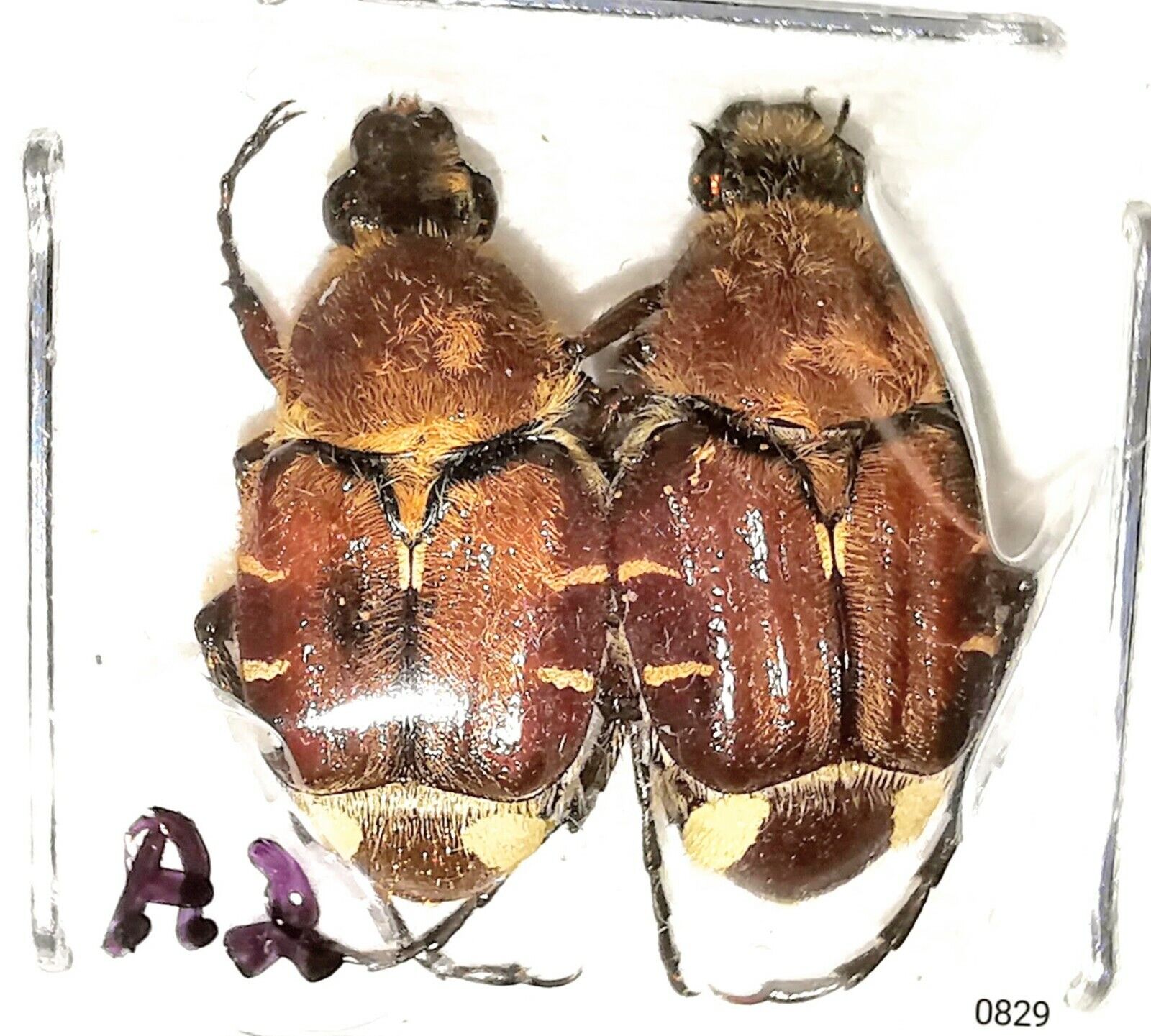 Scarabaeidae Trichinae Trichiotinus rufobrunneus 9-11mm A2 USA 2pcs - #0829