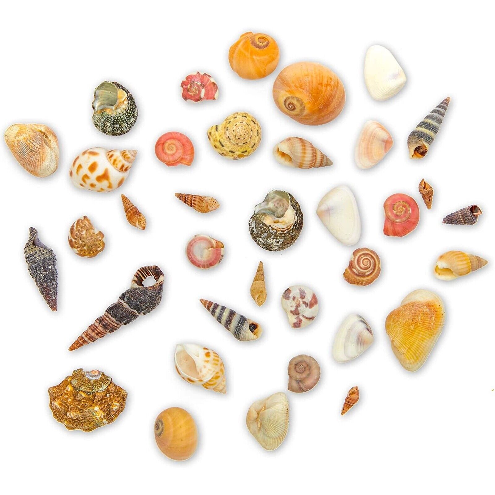700 PCS Tiny Craft Spiral Seashell for DIY Art Home Sea Shells Decoration 0.4-1\