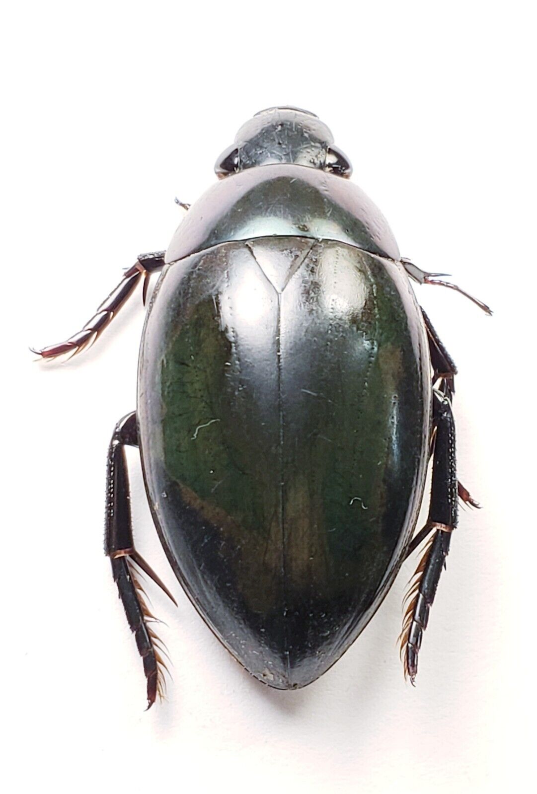 Huge Water Beetle: Hydrophilus ovatus (Hydrophilidae) USA Coleoptera