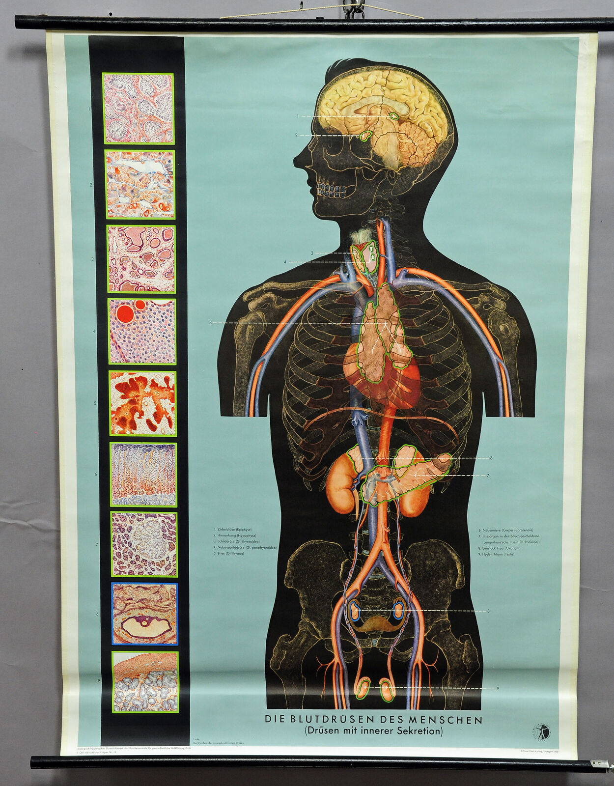 anthropology medical vintage rollable wall chart poster human blood gland