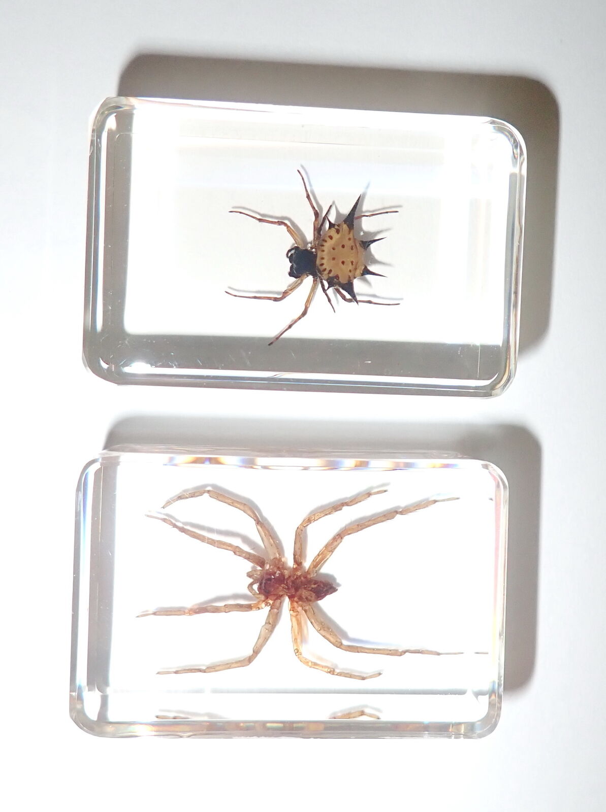 Spiny Spider + Water Spider Set in 2 Clear Small Resin Block Education Aid TE1S2