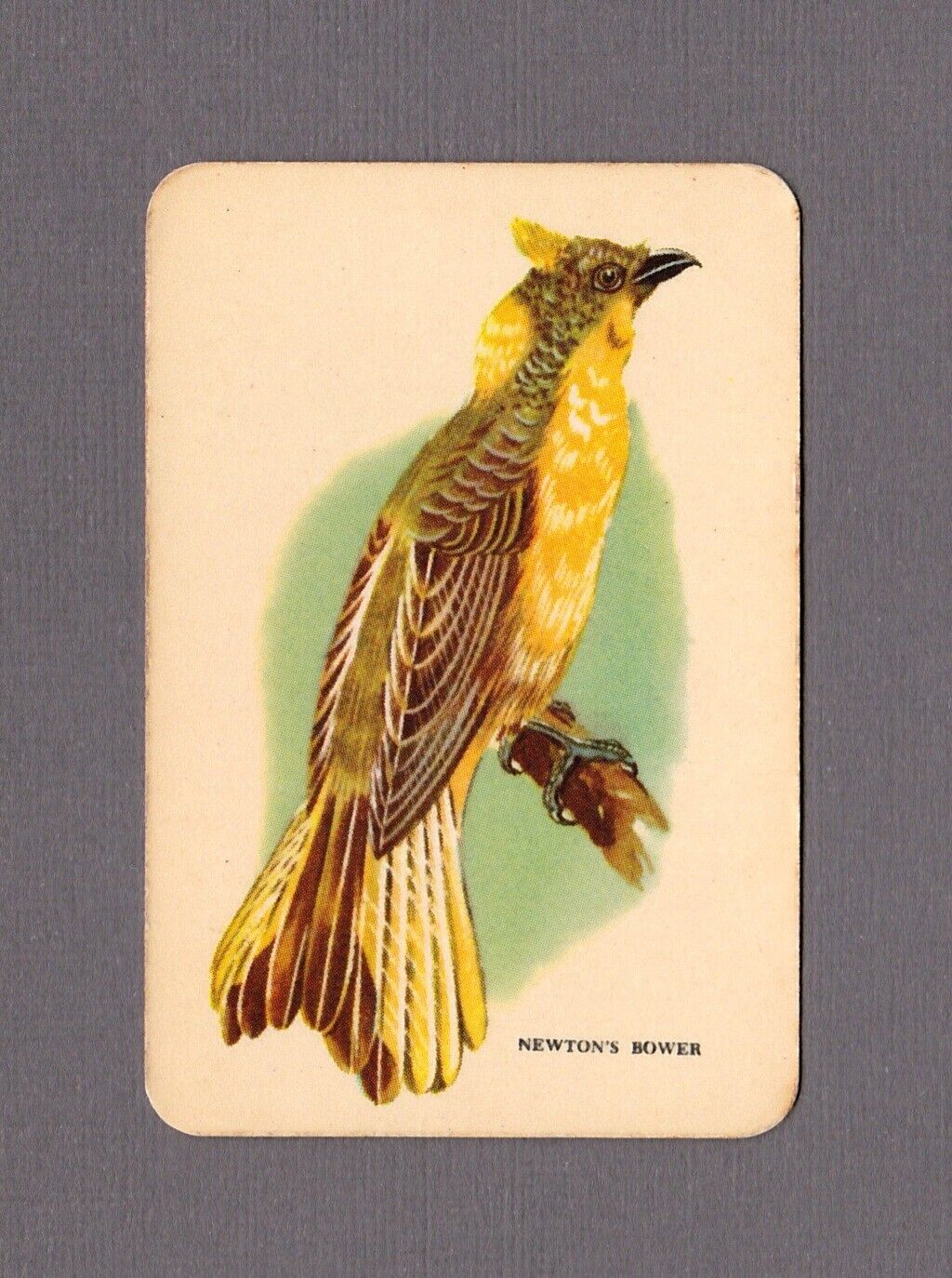 Vintage Woolworths Swap Card / Newtons Bower Bird Cream Coloured Blank Back