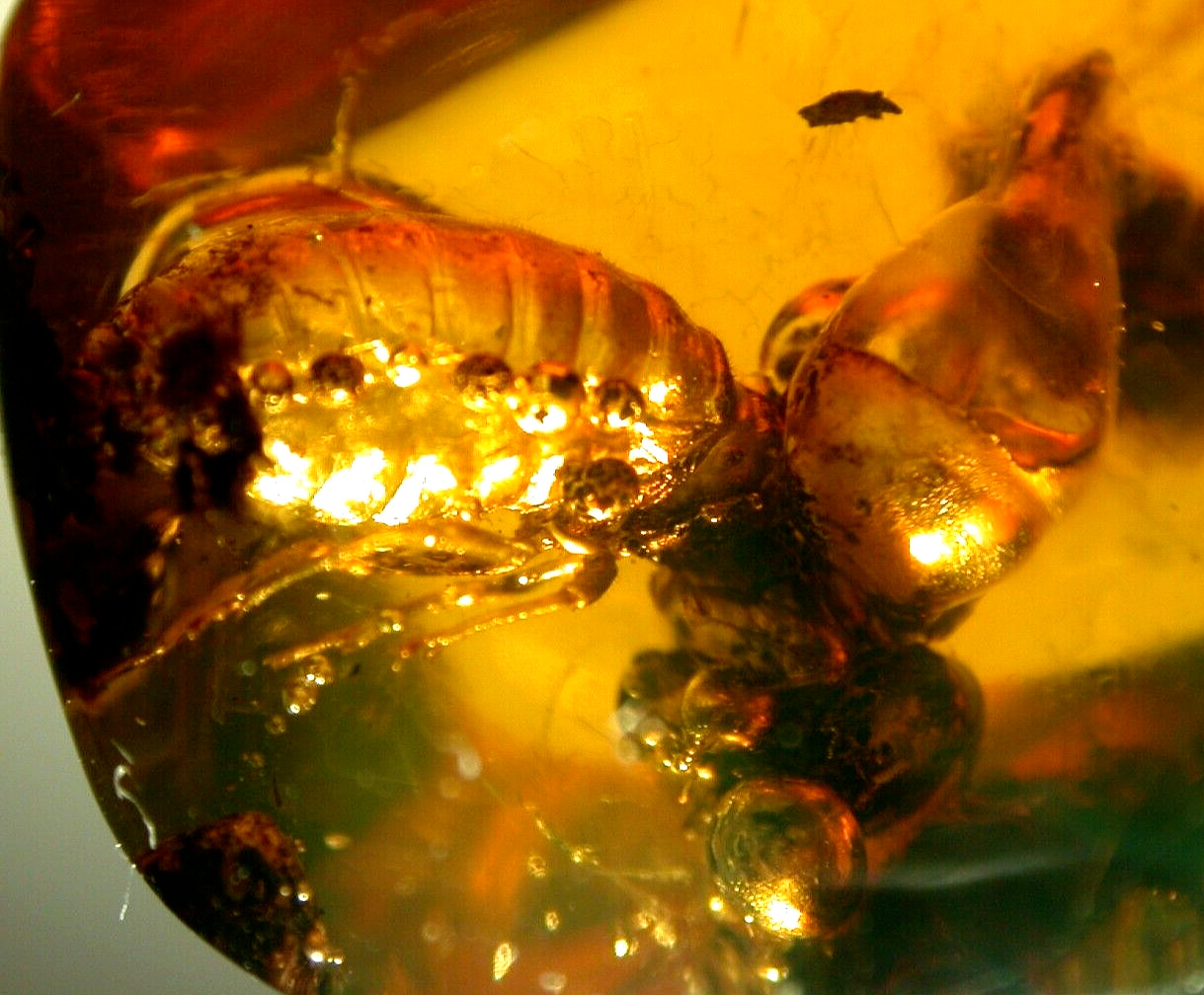 Large Methane Termite with Ancient Methane Bubbles in Dominican Amber Fossil