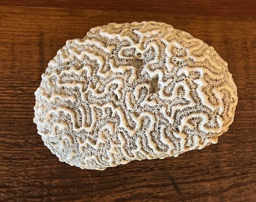 Natural White Brain Coral Fossil Specimen Paperweight Fish Aquarium 5.5x4 inchs