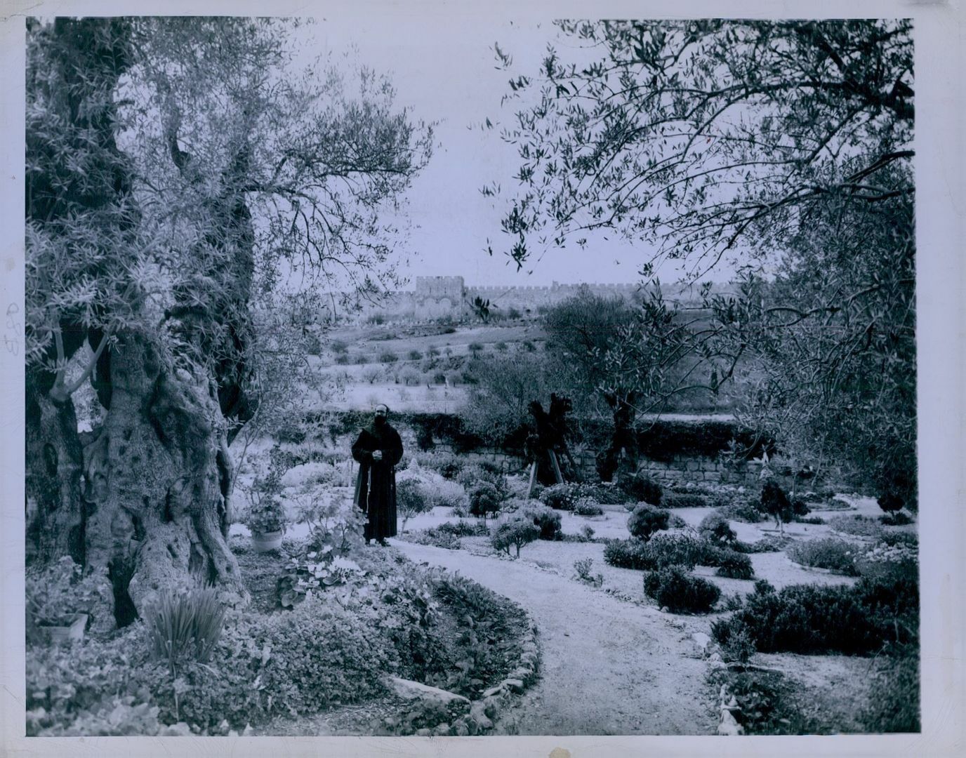 1947 Palestine Jerusalem Garden of Gethsemane Press Photo