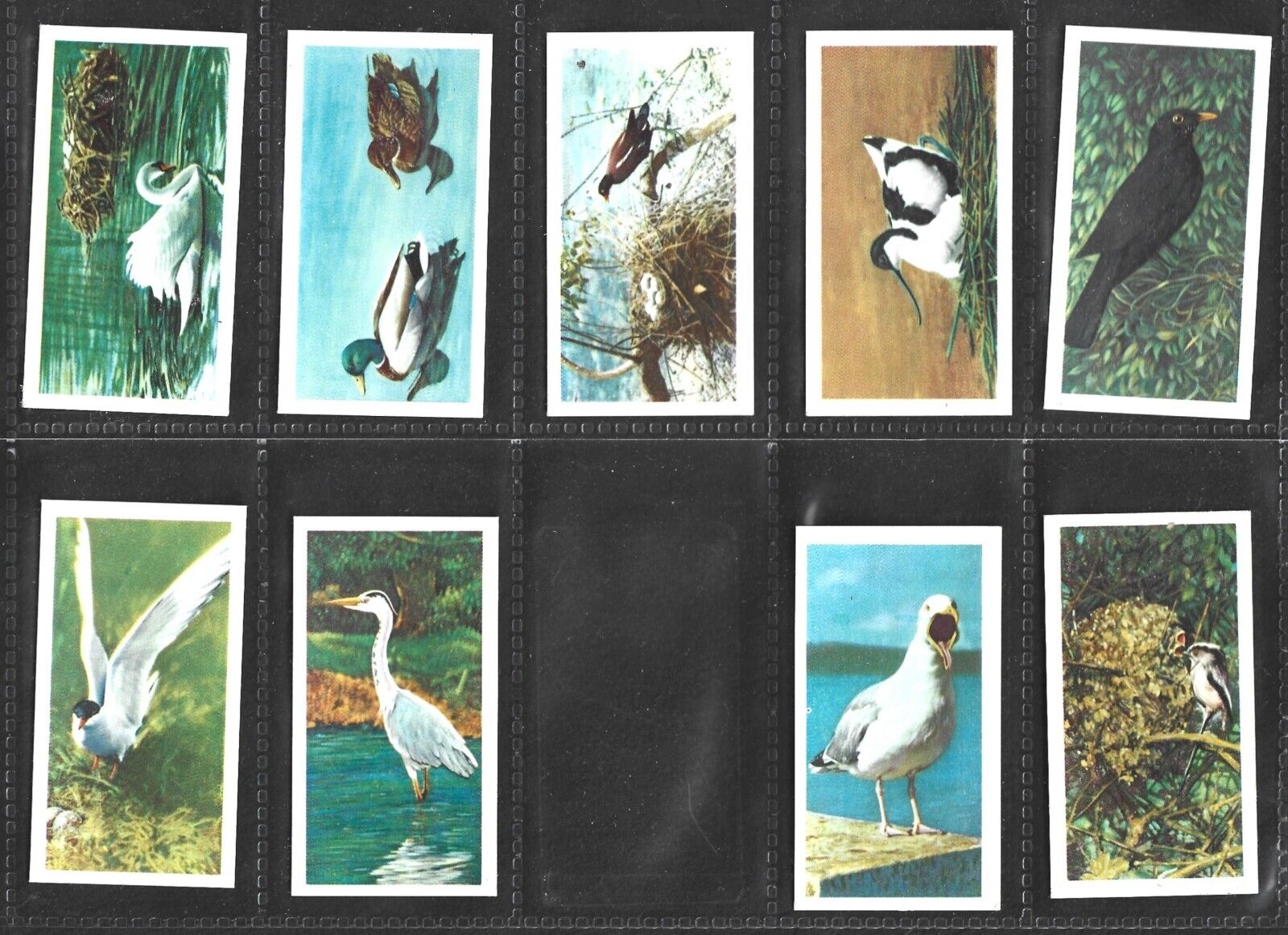 1954 BROOKE BOND  BRITISH BIRDS CREAM BACK - COMPLETE YOUR SET SELECT A CARD