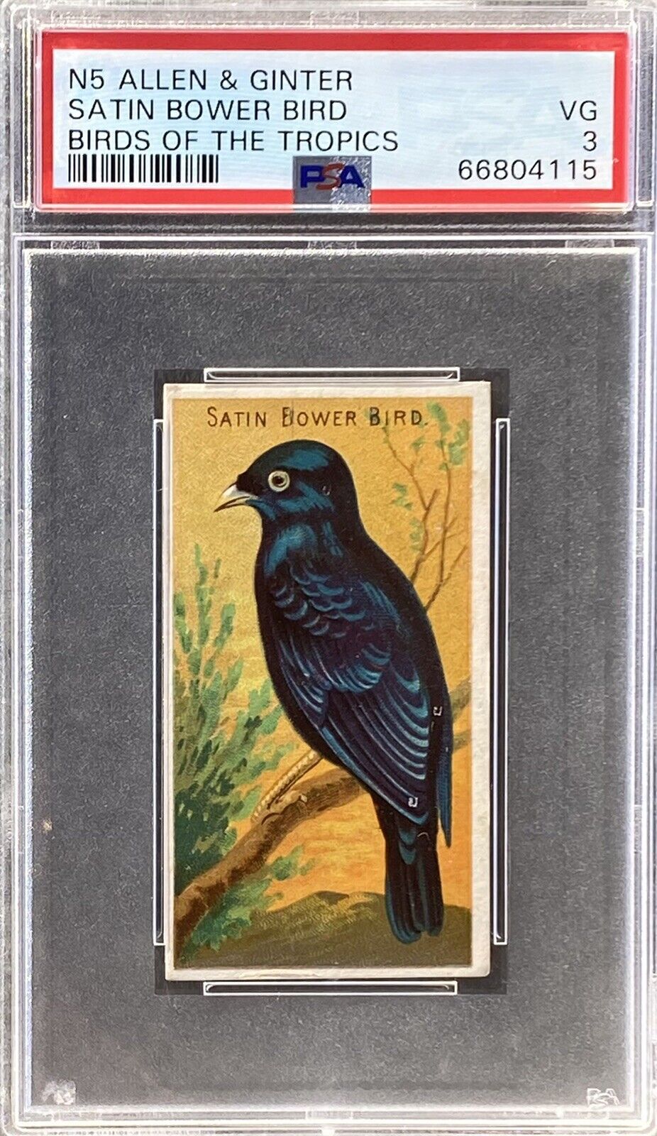 1889 N5 Allen & Ginter Birds Of The Tropics SATIN BOWER BIRD PSA 3 VG