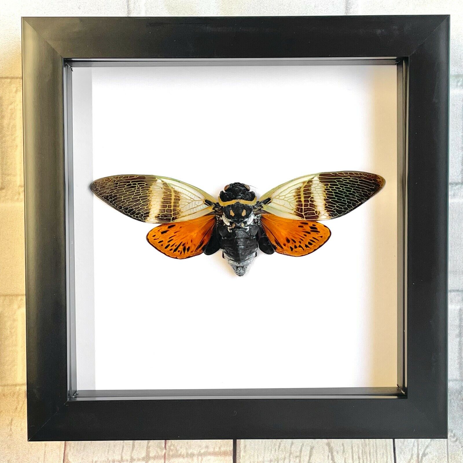 Brown Wing Cicada (Angamiana floridula) Box Frame Display Case Beetle Insect