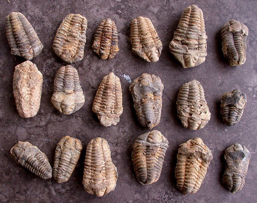 ONE 2 1/4 Inch to 4 1/5 Inch Trilobite Fossil Morocco 