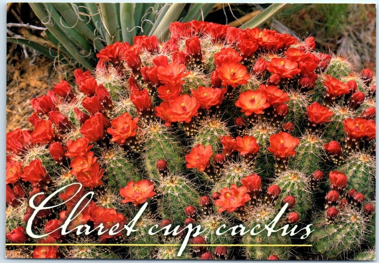 Postcard - Claret Cup Cactus