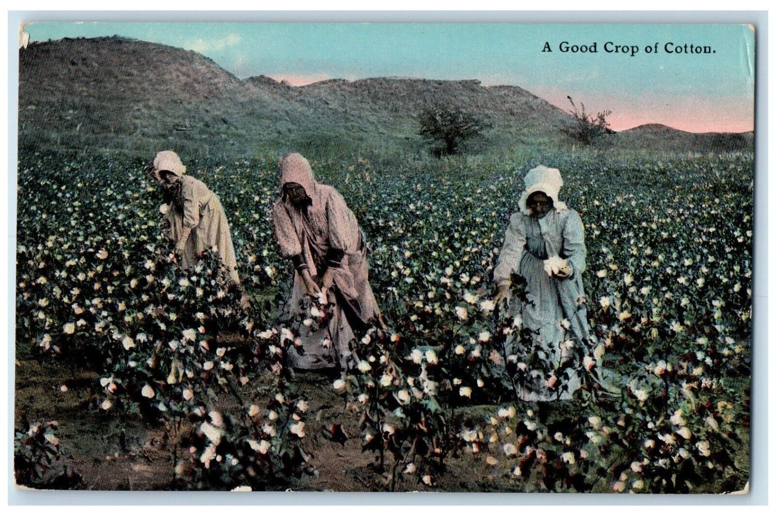 c1910 Three Ladies Getting A Good Crop of Cotton Unposted Antique Postcard