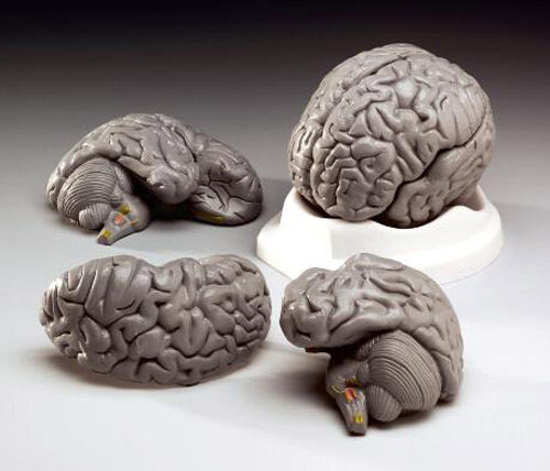 Life Size Human Brain Anatomical Model, NEW