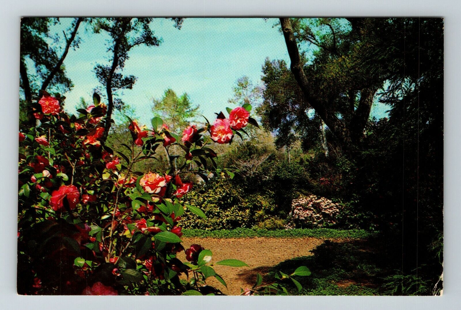 La Canada CA-California, Descanso Gardens, Camellias Vintage Souvenir Postcard