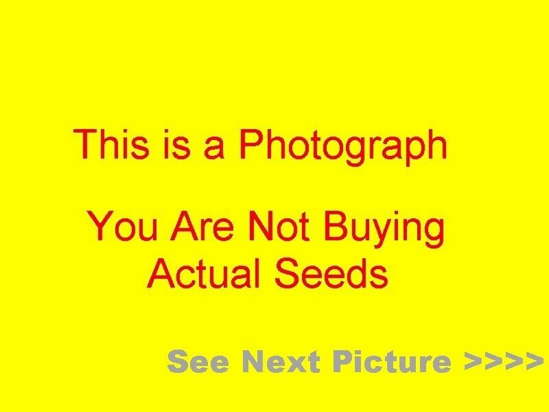 PHOTO of Male and Female Marijuana Seeds Large 11x 8