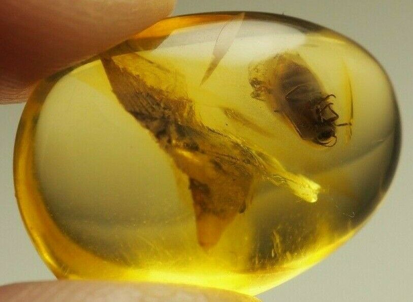Huge Bug Inclusion in Genuine BALTIC AMBER stone 1 g.