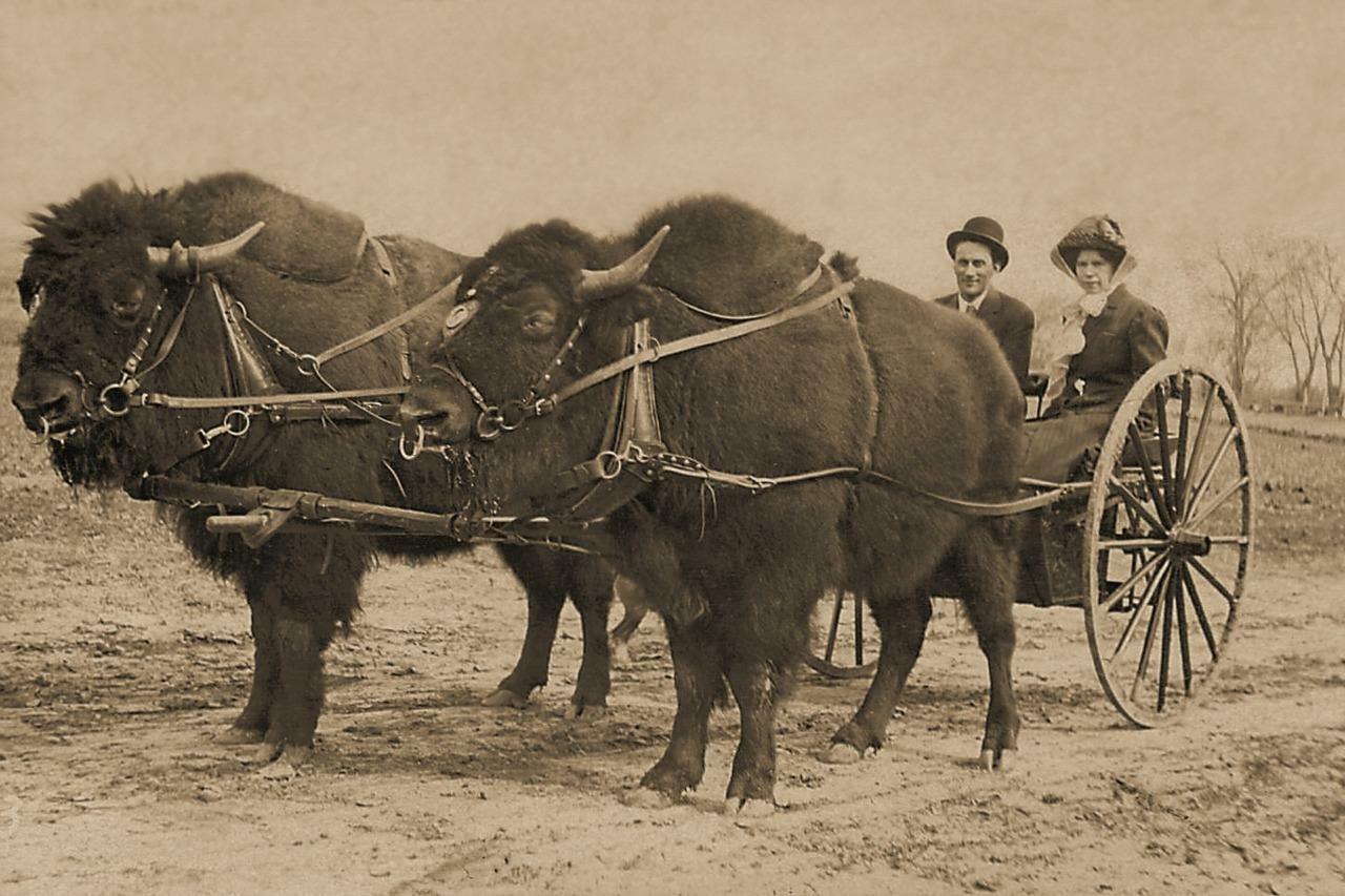 Antique Photo ... Buffalo Bison Pulling Cart Vintage Photo Print 4x6