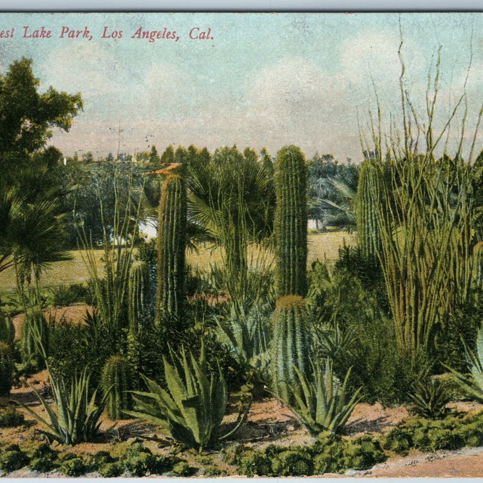 c1900s Los Angeles, CA West Lake Park Cactus Bed Litho Photo Postcard Cali A196