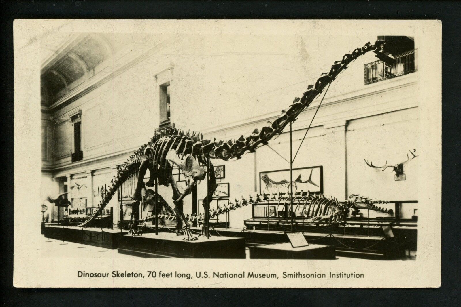 Real photo postcard RPPC National Museum Smithsonian Institution Dinosaur Bones