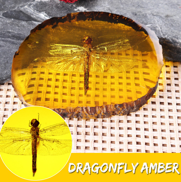 Dragonfly Amber Insect Pendant Inclusion Fossil Bug In Amber 