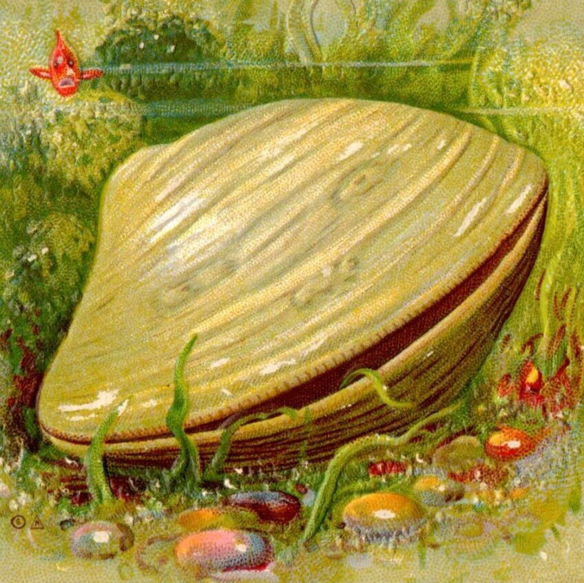 c.1910 Anthropomorphic Clam Face Shell Goldfish Humor Postcard Under Sea Ocean