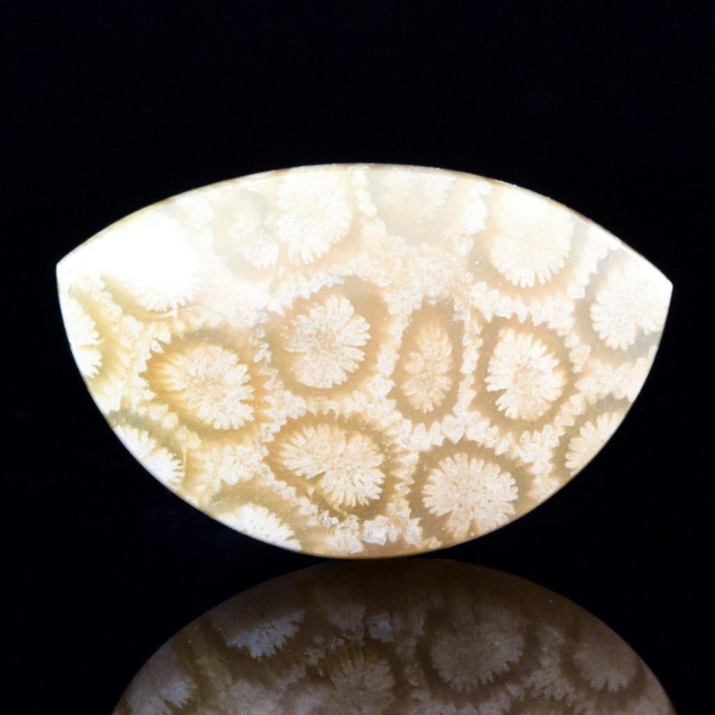 Natural Agatized Fossil Coral Gem Cabochon with Flower Pattern Indonesia 4.40 g