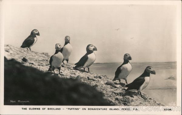Canada RPPC Perce,PQ Puffins on Bonaventure Island-The Clowns of Birdland