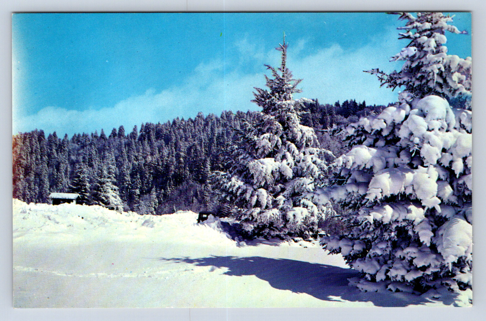 Vintage Postcard Newfound Gap Gatlinburg Tennessee Great Smoky Mountains