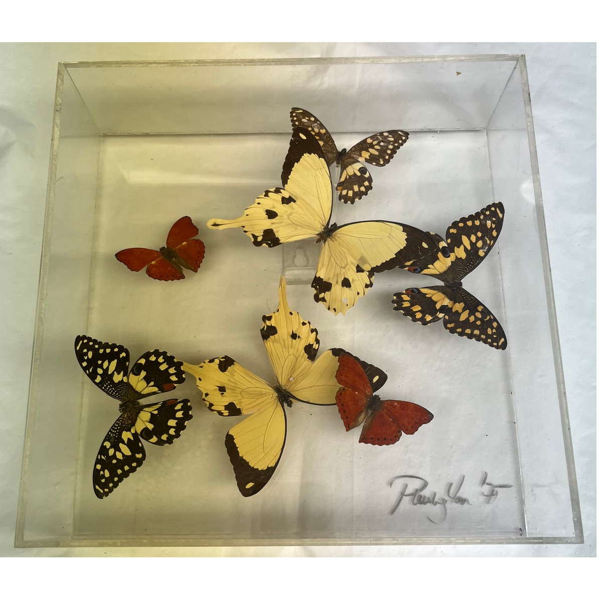 Vintage Paul Purington 1975 Signed With 7 Mounted Butterflies in Lucid Box