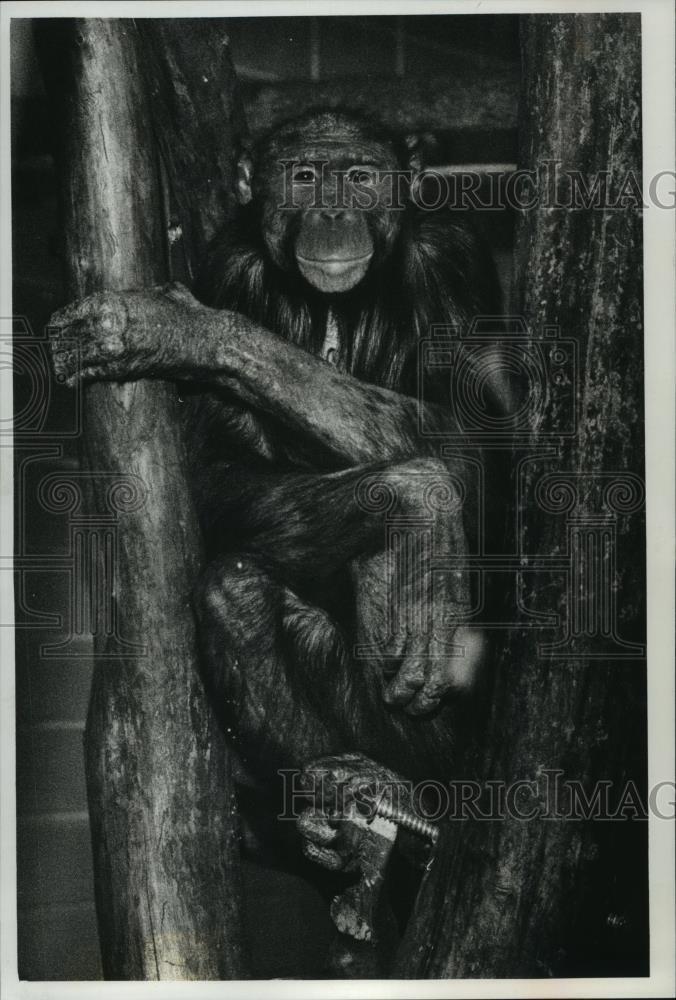 1989 Press Photo Milwaukee County Zoo Bonobo Enjoying the Day in a Tree