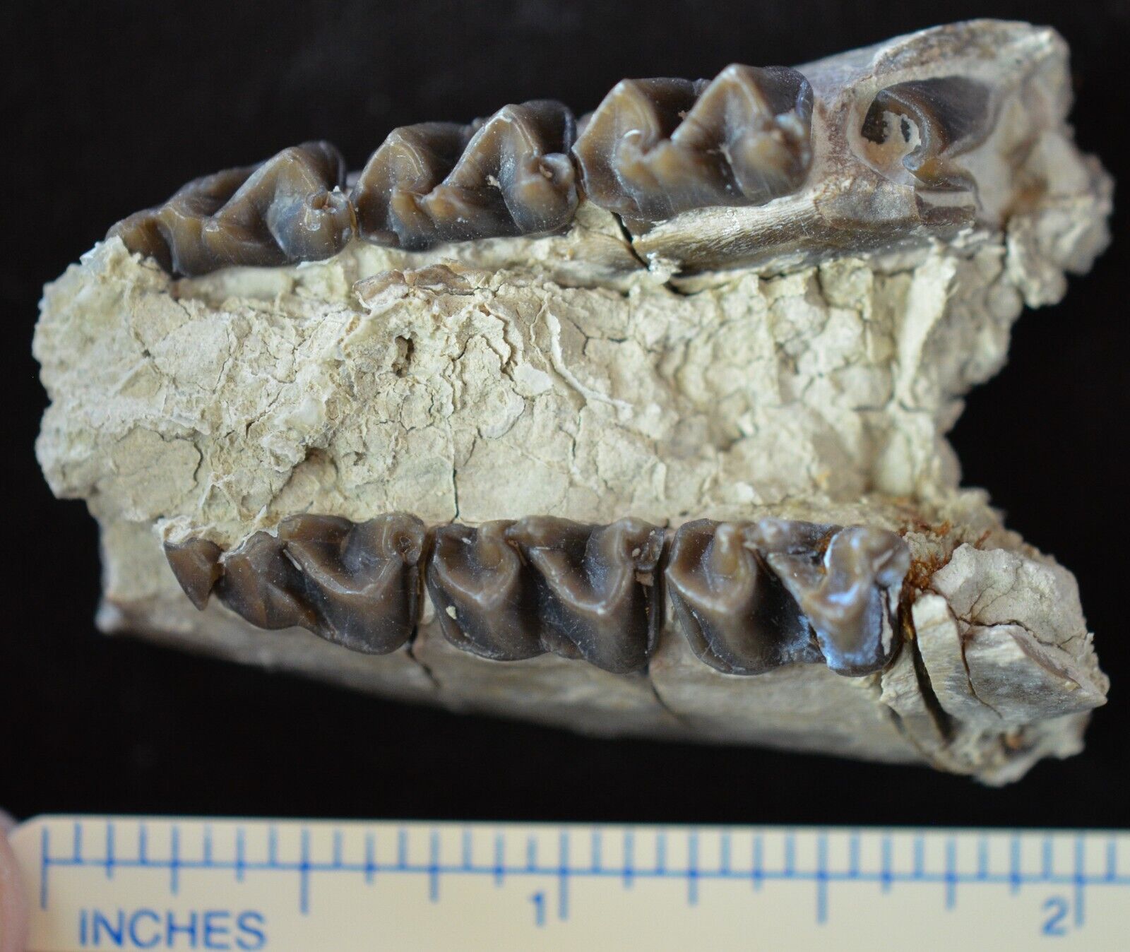 Juvenile Mesohippus Partial Jaw, Three Toed Horse Fossil, Oligocene, S Dak, H806