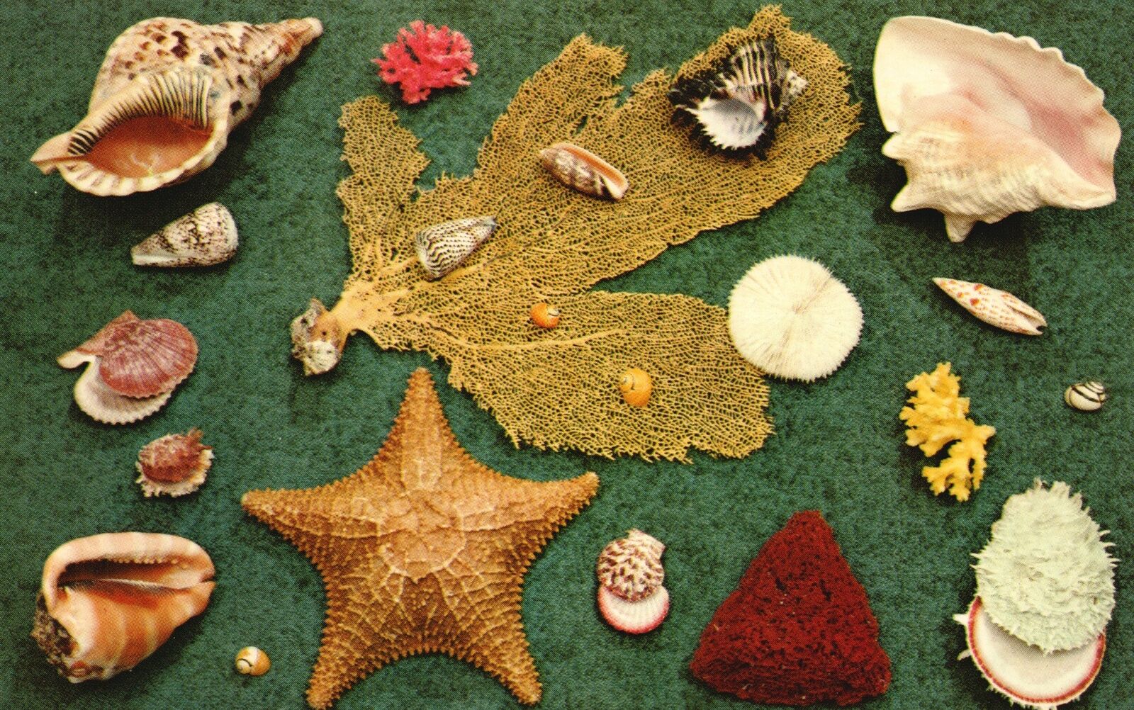 Vintage Postcard Sea Shells Along Warm Water Beaches Atlantic & Gulf Coasts