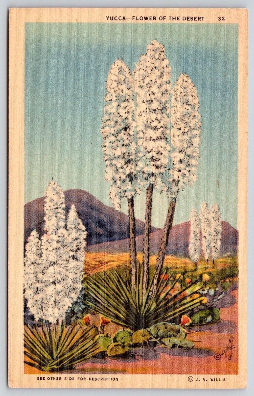 Yucca Flower Desert Vegetation Mountains Southwest Linen Vintage UNP Postcard