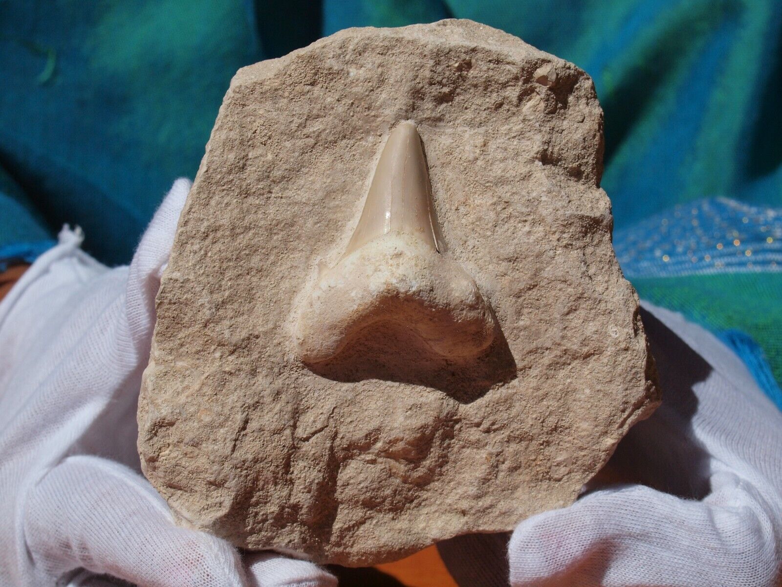 Large Otodus Obliquus FOSSIL SHARK Tooth in Original Matrix 60 Million Years Old