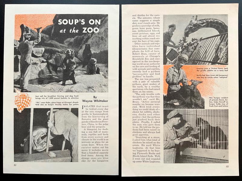 “Soup’s On at the Brookfield Zoo” 1943 pictorial  Panda/Mei-Lan ~ Rhino/Karonga
