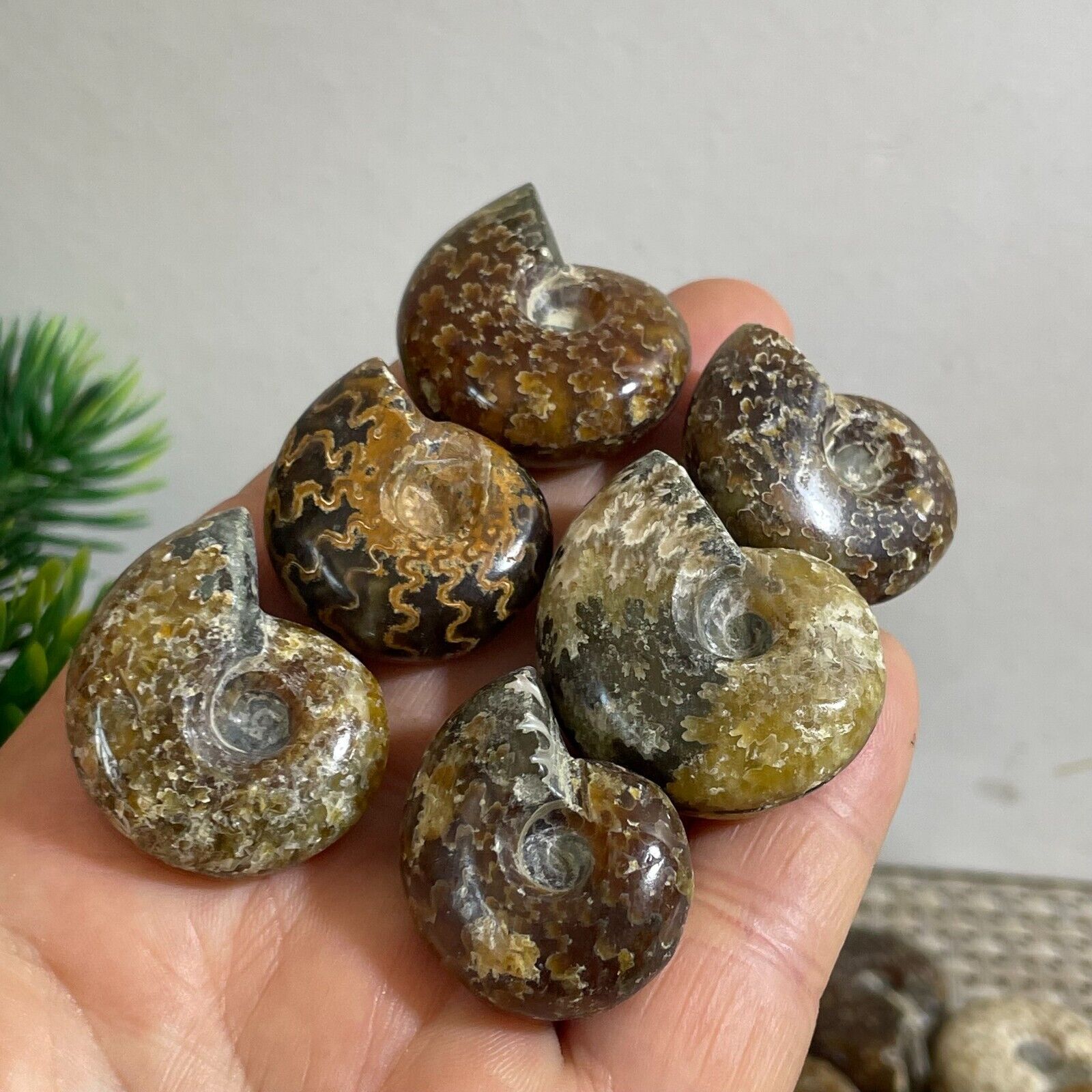 6pcs 80g Natural Ammonite  Conch Crystal Specimen Healing b21