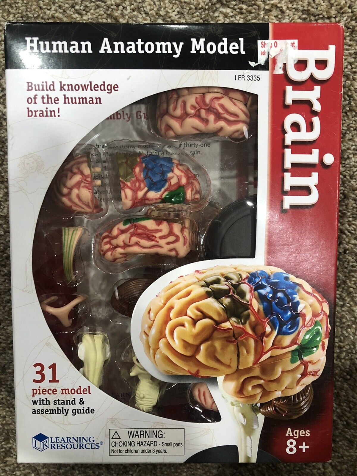 Learning Resources Brain Human Anatomy Model, 31 Pieces  With Stand