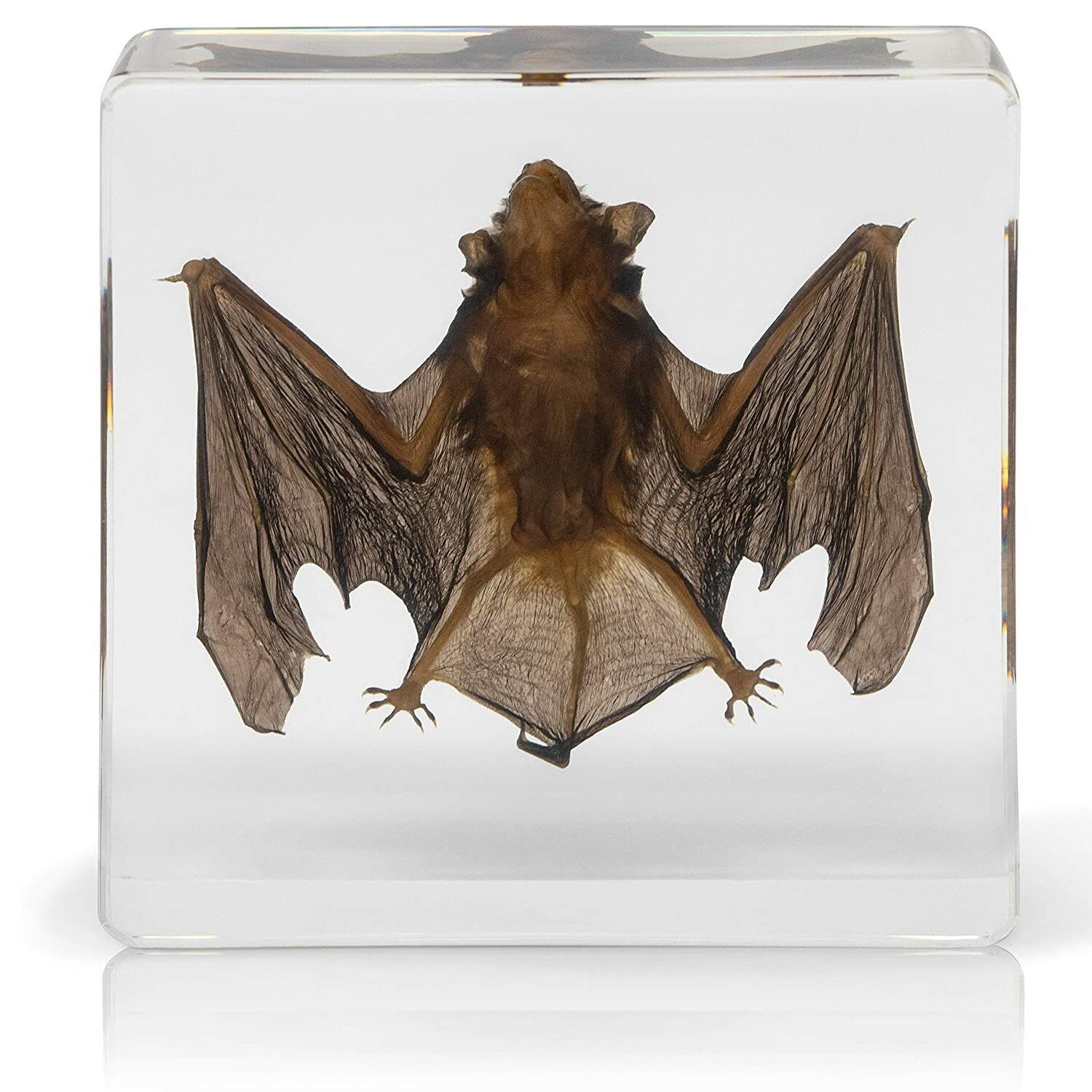 Real Animal Bat Specimen Science Education Taxidermy For Science classroom