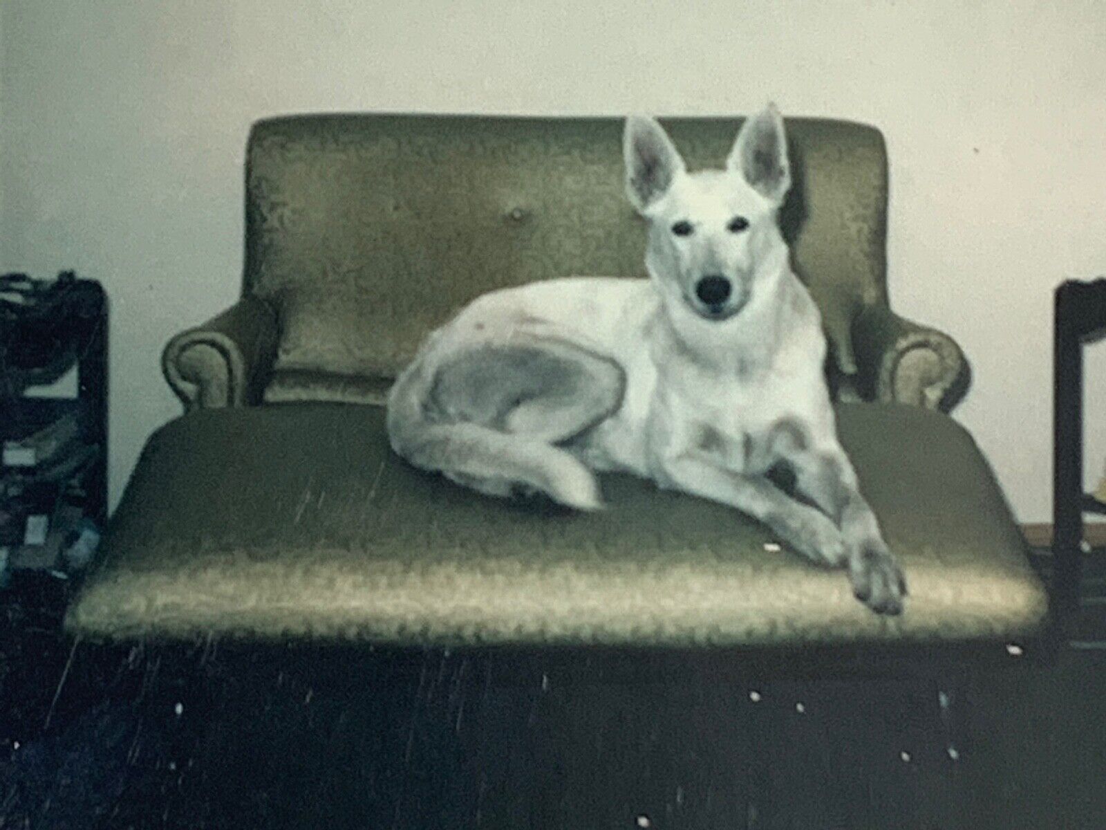 (AdC) Vintage FOUND PHOTO Photograph Snapshot Majestic Silver Dog On Chair