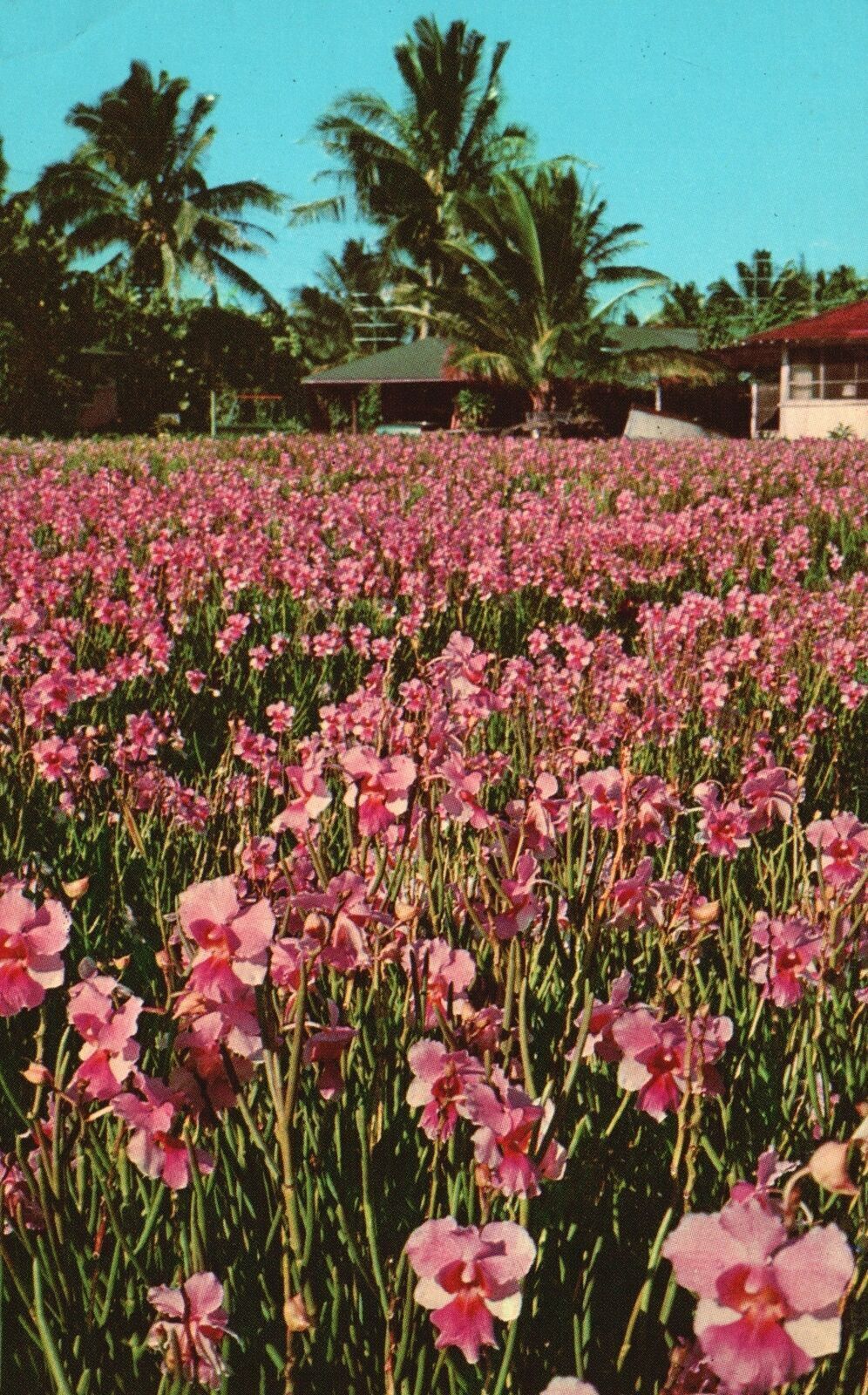 Vintage Postcard Vanda Orchids Hawaii Vanda Miss Joaquim Okika Lauakea Ma Hawaii