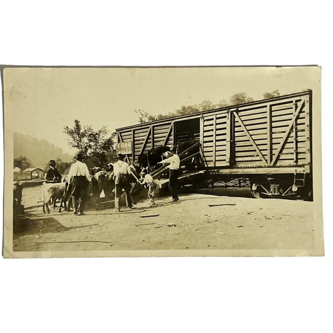 OOAK Photo 1910\'s Loading Cattle CB&Q Railroad Chavies Perry County Kentucky