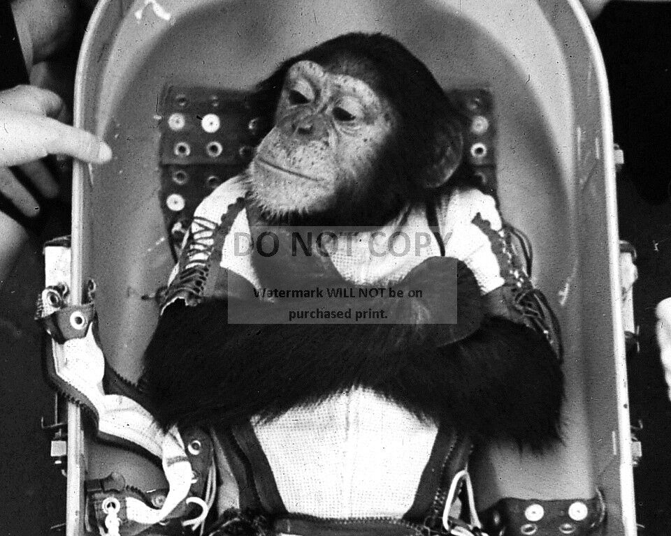 HAM THE CHIMP BEFORE LAUNCH TO SPACE ON JANUARY 31, 1961 - 8X10 PHOTO (AA-984)