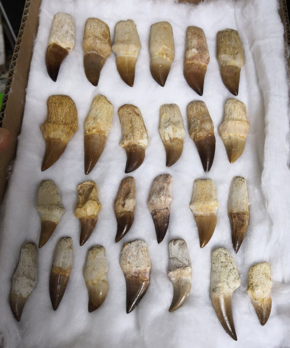 Incredible museum quality collection of 25 great Mosasaur fossil teeth