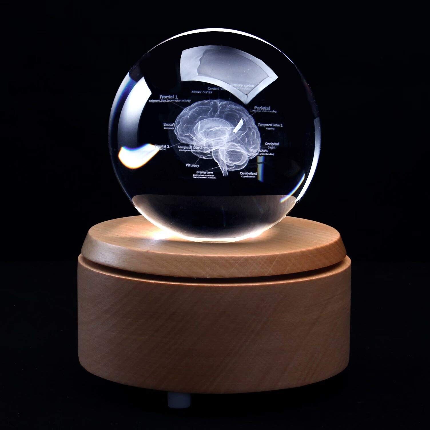 3D Human Brain with Labels Anatomical Model Paperweight(Laser Etched) in Crys...